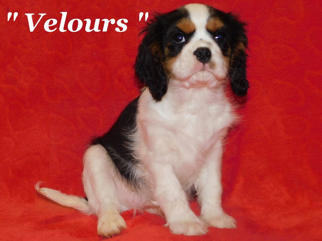 Pauline Pailloux - Chiot disponible  - Cavalier King Charles Spaniel