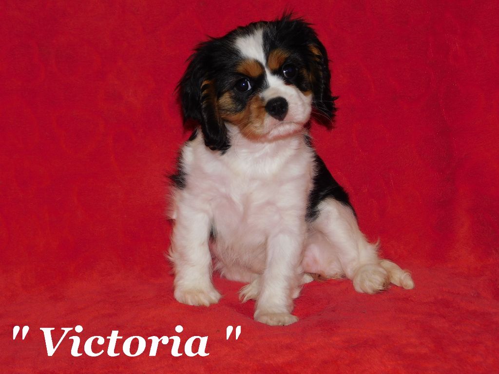 Pauline Pailloux - Chiot disponible  - Cavalier King Charles Spaniel