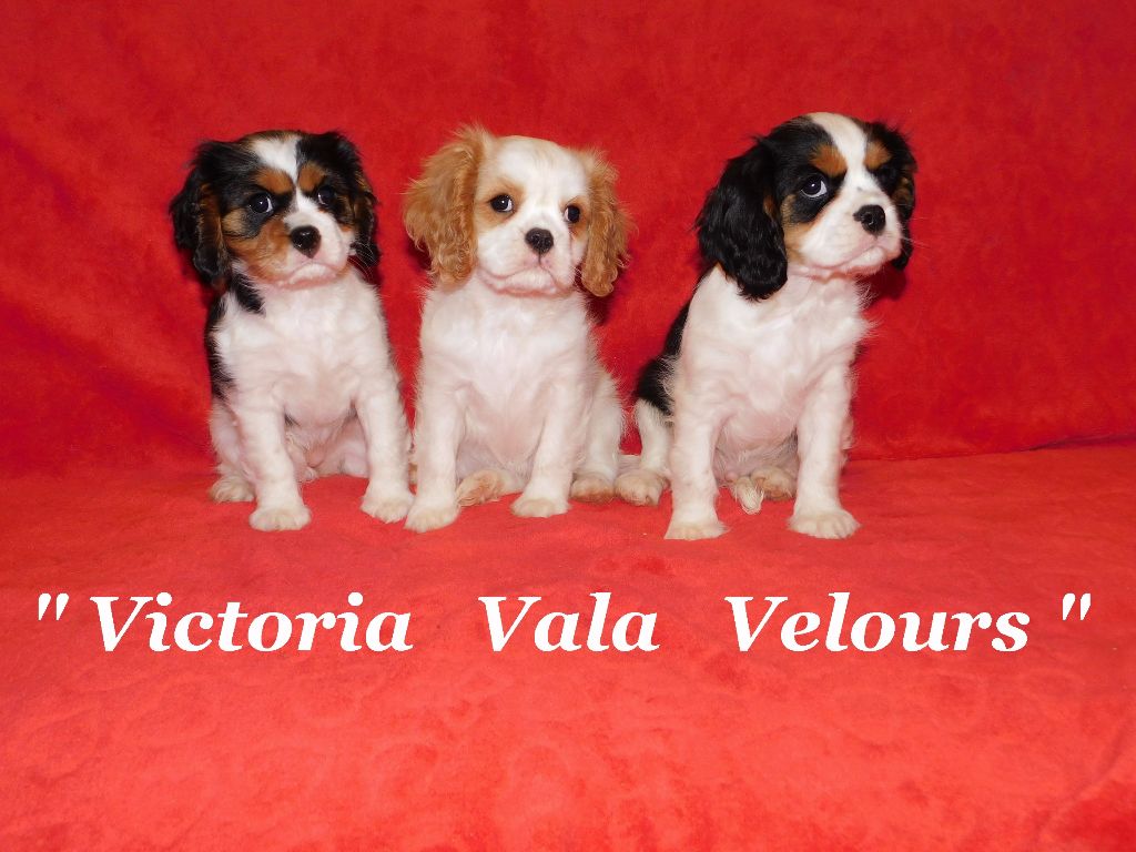 chiot Cavalier King Charles Spaniel Pauline Pailloux