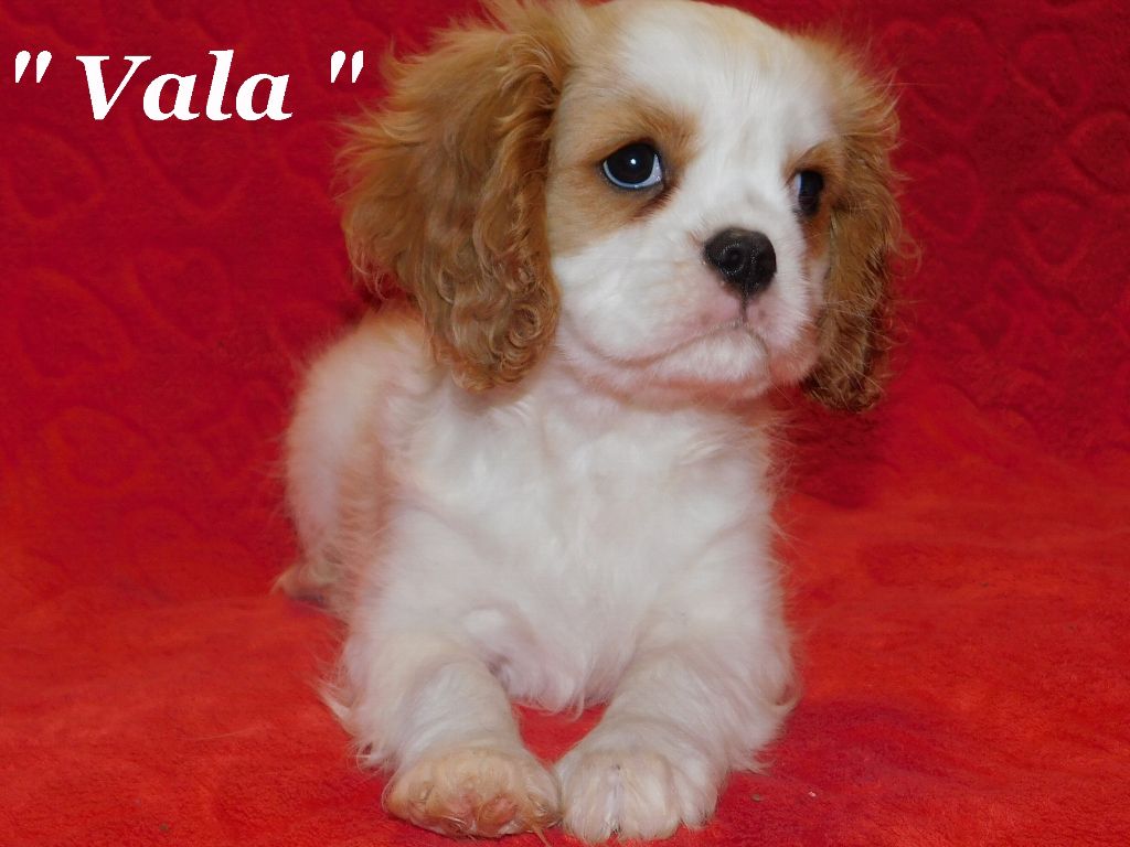 Pauline Pailloux - Chiot disponible  - Cavalier King Charles Spaniel