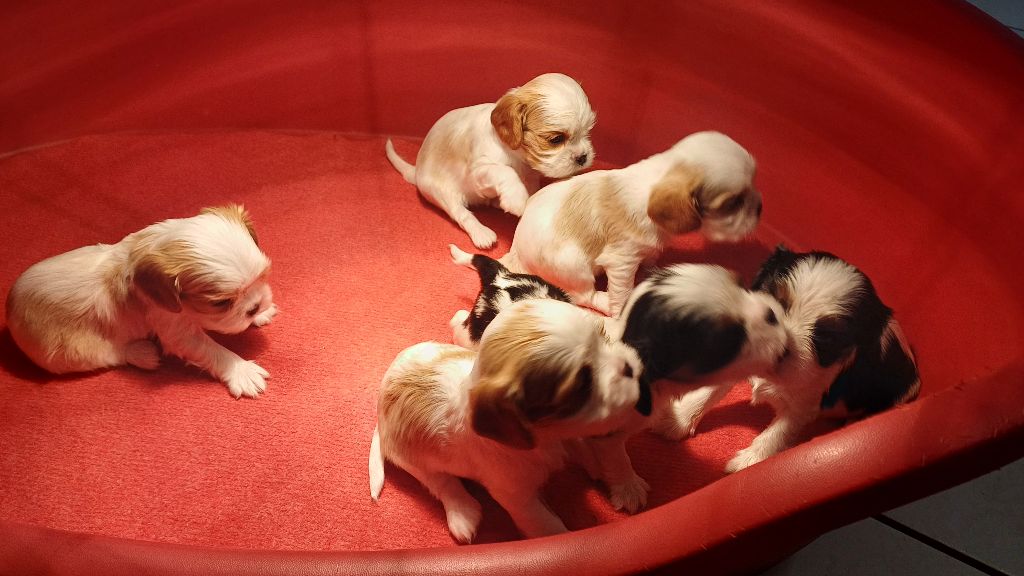 chiots So6 01-04-25