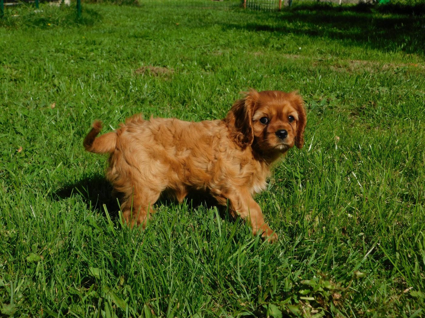 Pauline Pailloux - Chiots disponibles - Cavalier King Charles Spaniel