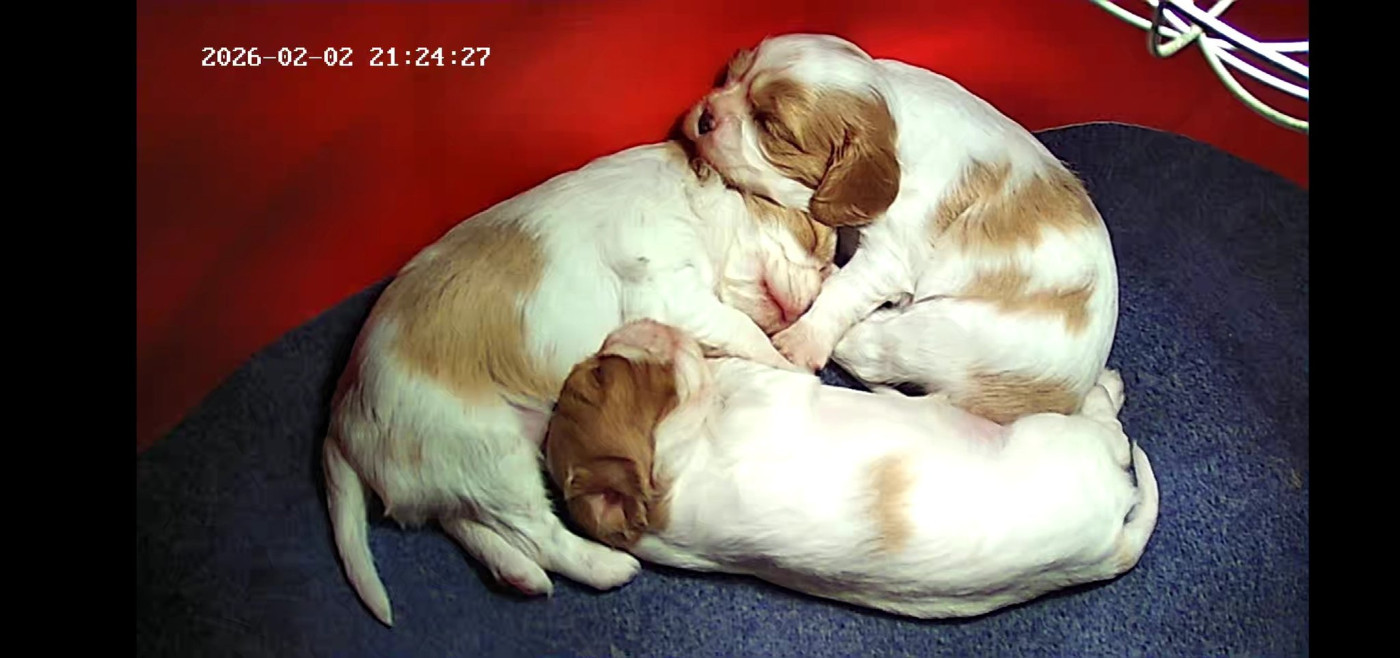 Chiot Cavalier King Charles Spaniel Pauline Pailloux