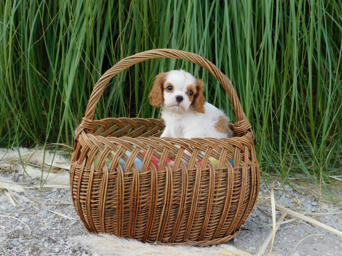 Pauline Pailloux - Chiots disponibles - Cavalier King Charles Spaniel