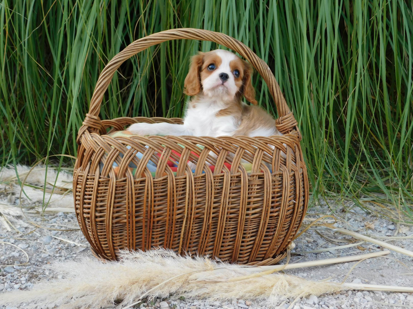 Pauline Pailloux - Chiots disponibles - Cavalier King Charles Spaniel