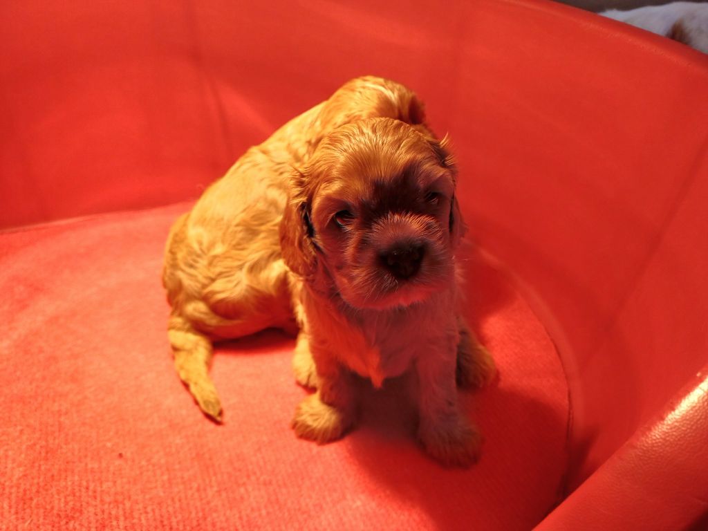 Pauline Pailloux - Chiots disponibles - Cavalier King Charles Spaniel