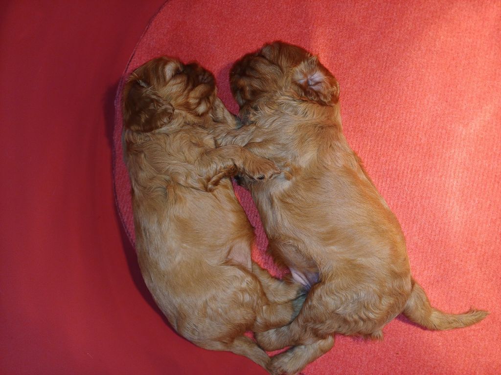 Pauline Pailloux - Chiots disponibles - Cavalier King Charles Spaniel