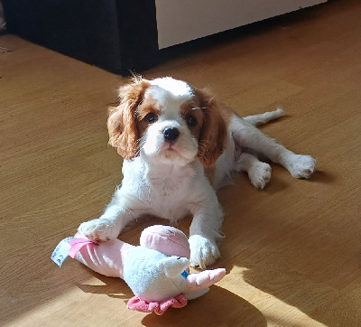 CHIOT 2 fb2 [A.M.]