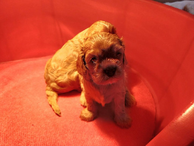 CHIOT 2